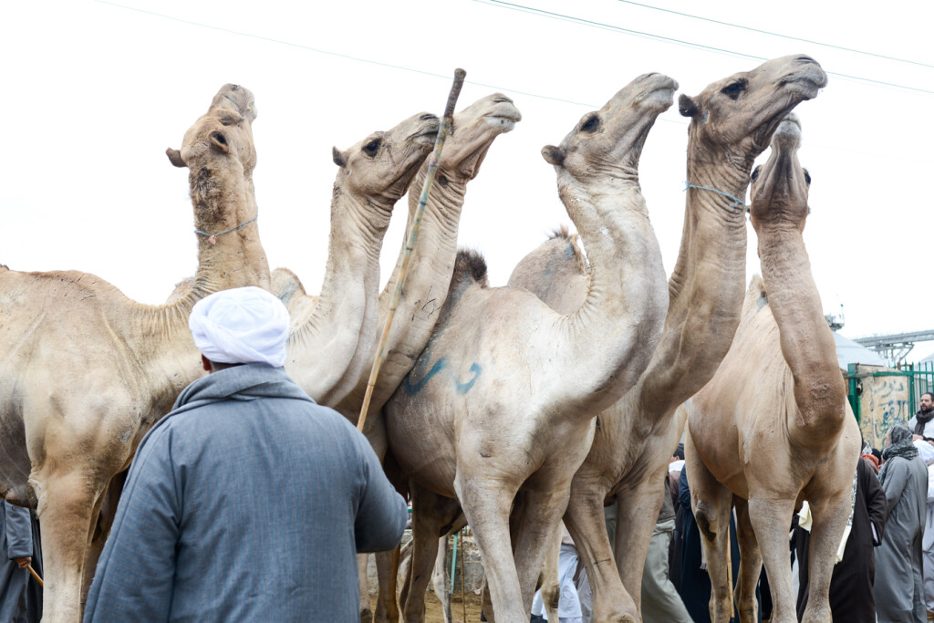 Egipt Birkash Egypt Birqash Photo: Jerzy Bednarski Camel Trip Reporter