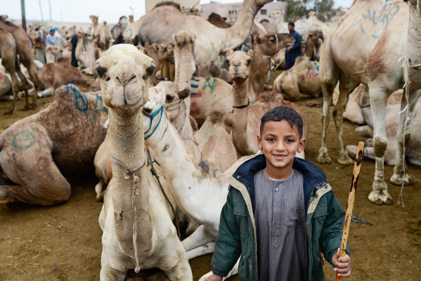 Egipt Jerzy Bednarski Photo Camel Trip Reporter